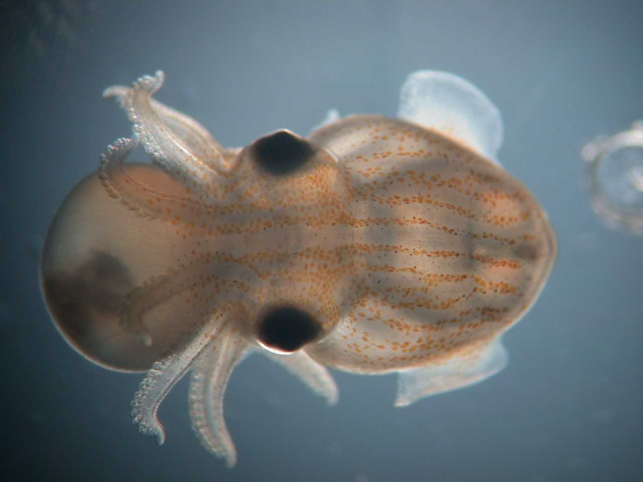 Striped pyjama squid embryo in culture.