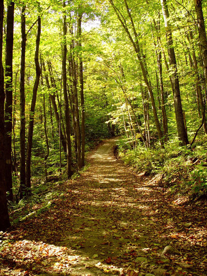 Harvard Forest in Petersham, Mass. Credit: D. Foster