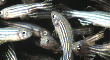 Zebrafish (Danio rerio). Credit: Lukas Roth