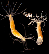 nematostella-adult-with-eggs-credit-john-finnerty