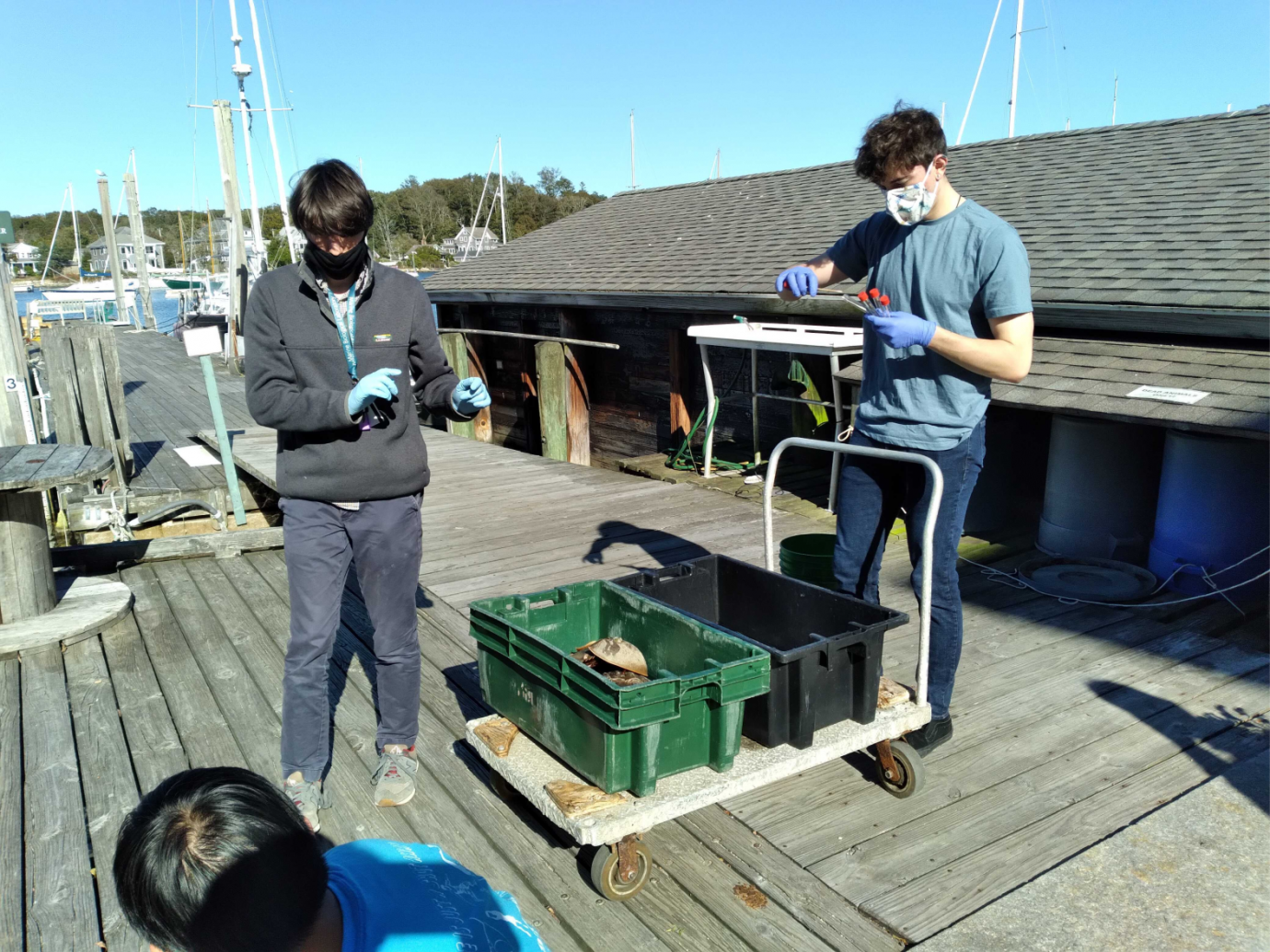 UChicago Students sampling the microbiome of horseshoe crabs at the MBL dock. (E. L. Peredo)