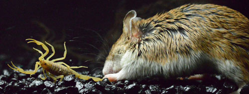 The grasshopper mouse and its prey, the bark scorpion. Credit: University of Texas at Austin