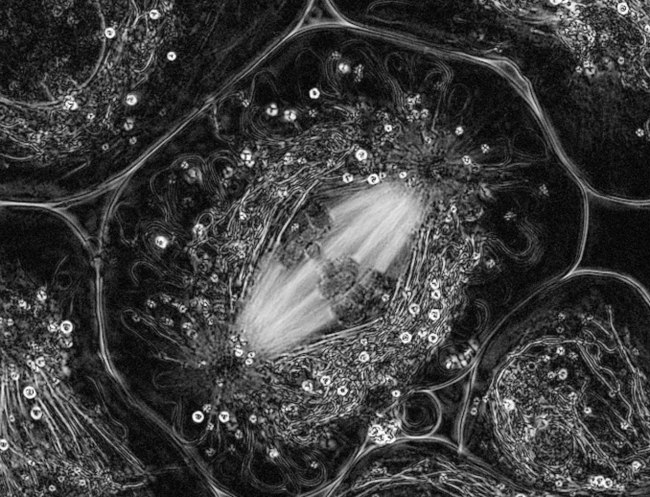 Meiosis in a primary spermatocyte of the crane fly, observed with the LC-PolScope