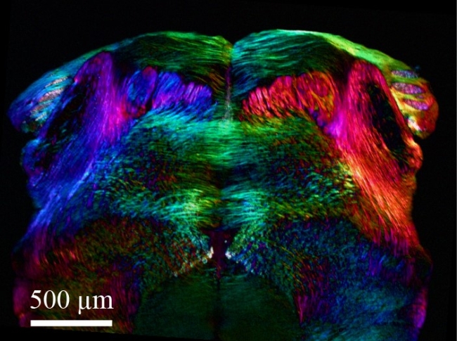 Fig. 2. Polychromatic polarization image of spatial orientation of neurons in thin section of the mouse midbrain.