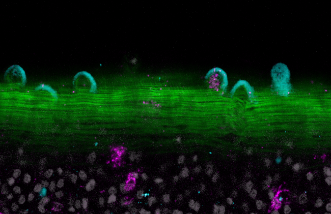 Daily rhythms in gene expression of the human parasite Schistosoma mansoni.