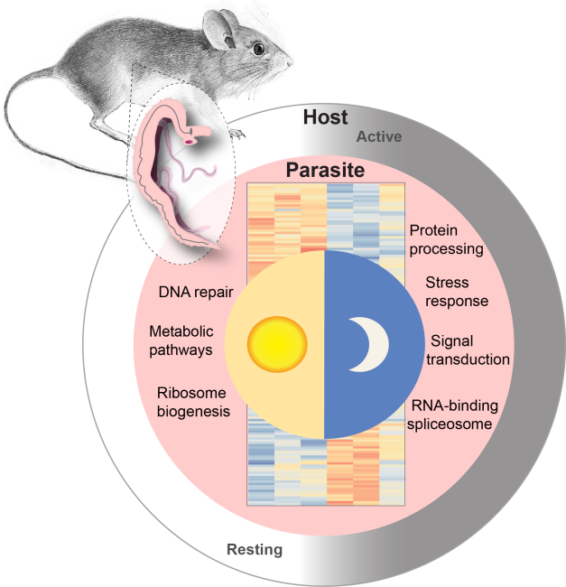 Venom-allergen-like 12 transcripts reach the the body wall musculature and into the tubercles of the dorsal tegument of male Schistosoma mansoni. They show daily rhythms in abundance and the protein is predicted to interact with the host.