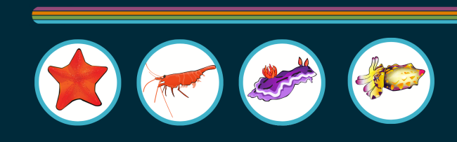 March Madness Colorful Critters division