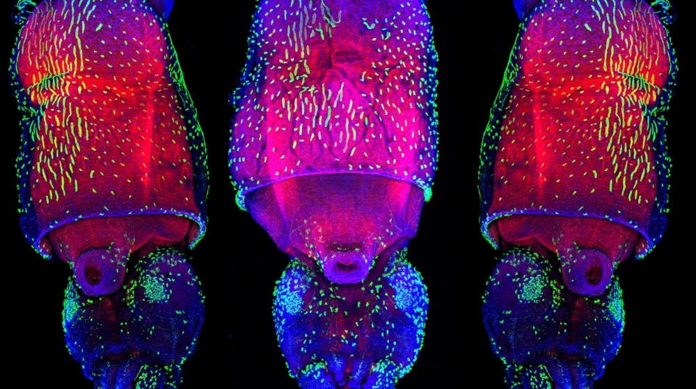 Juvenile of the Longfin inshore squid, Doryteuthis pealei. The F-actin staining (red) reveals the musculature of the mantle; and the acetylated-tubulin staining (green) reveals the tufts of cilia on the surface of the mantle and rest of the body. Nuclei stained blue. Credit: Wang Chi Lau, MBL Embryology Course