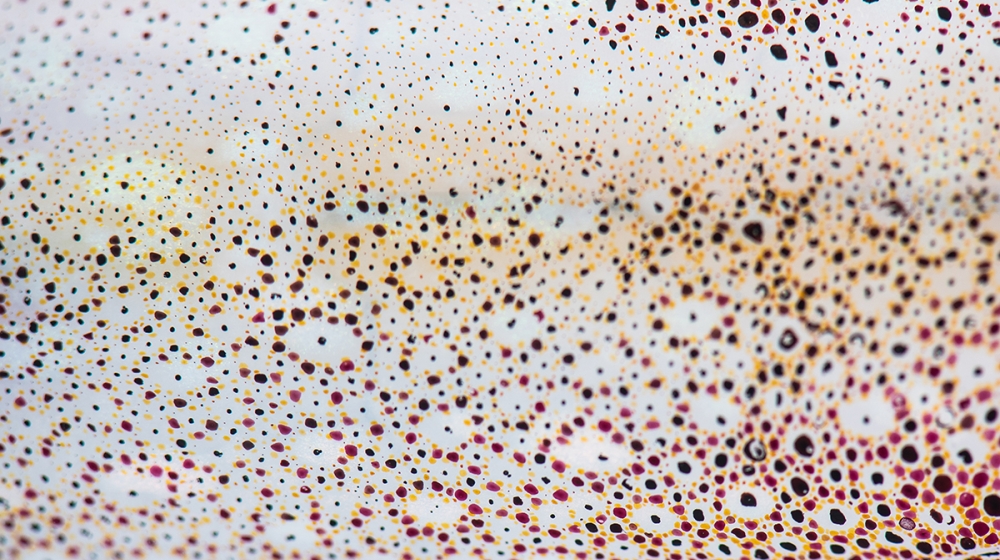 A closeup of the color-changing cells chromatophores on a longfin inshore squid (Doryteuthis pealeii), also known as the Woods Hole squid locally. 