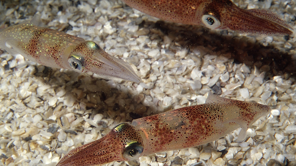 The Woods Hole squid (Doryteuthis pealeii).