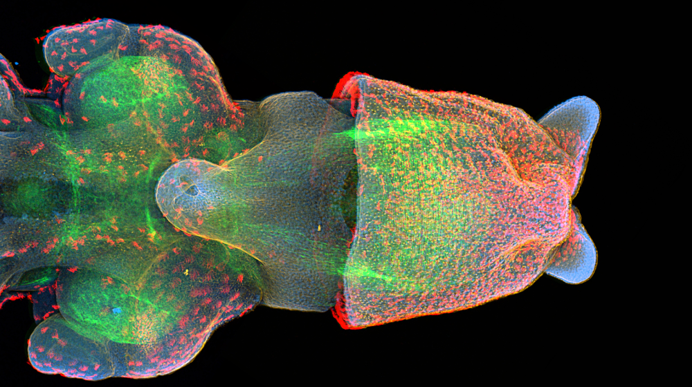 Confocal image of squid, Doryteuthis pealeii