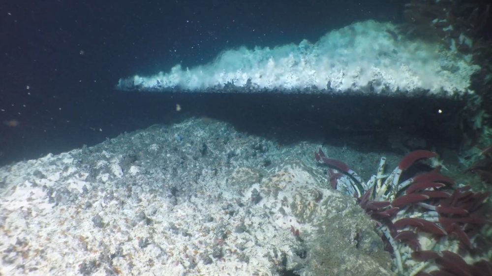 4.	A discharging hydrothermal flange. Similar to mud volcanoes, these hydrothermal ecosystems are also very diverse and fueled by fluids from the subsurface, yet in contrast the fluids are hot, sometimes several hundred degrees C. Credit: Schmidt Ocean Sciences