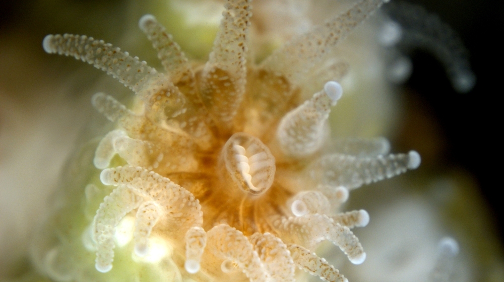 Coral polyp