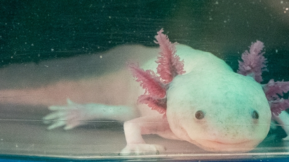 Axolotl in the Karen Echeverri Lab-Credit Christian Selden-feature.jpg