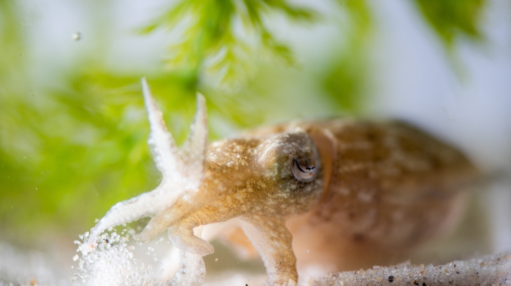 A cuttlefish