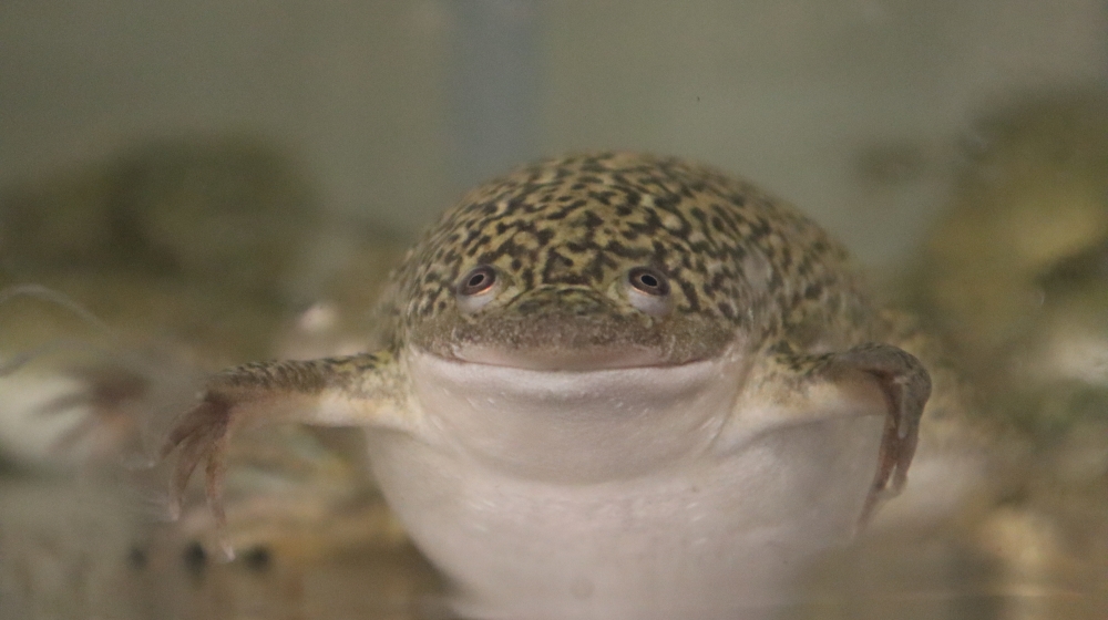 A frog