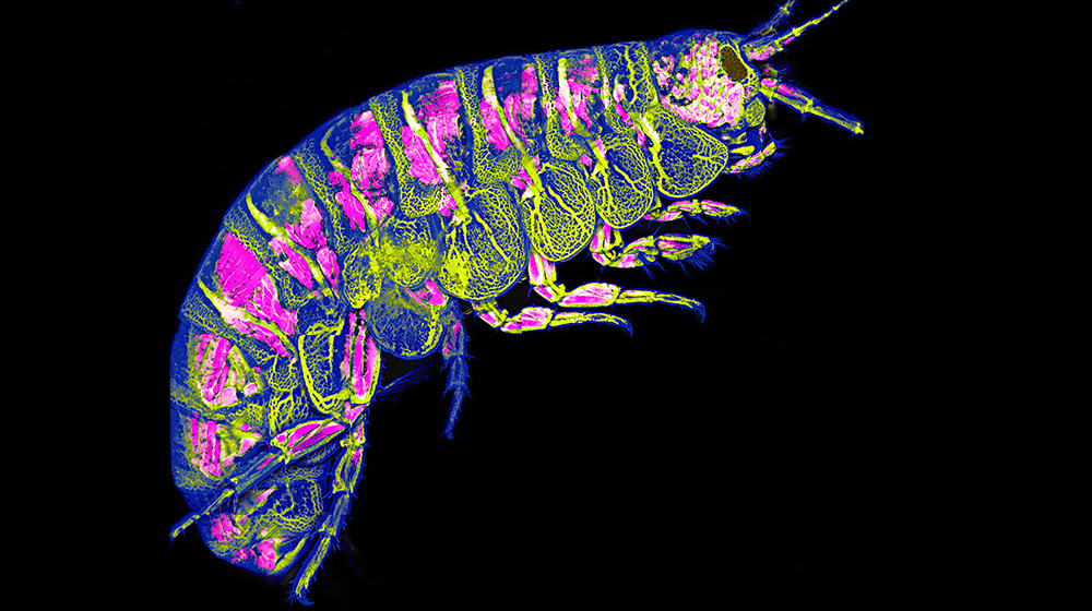A small shrimp creature in pinks, blues and greens.