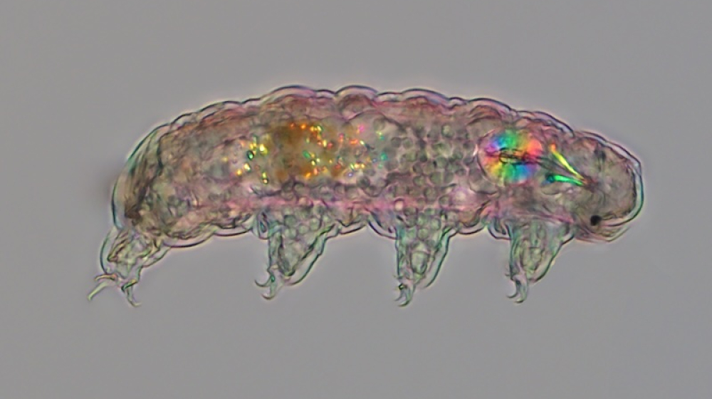 Tardigrade