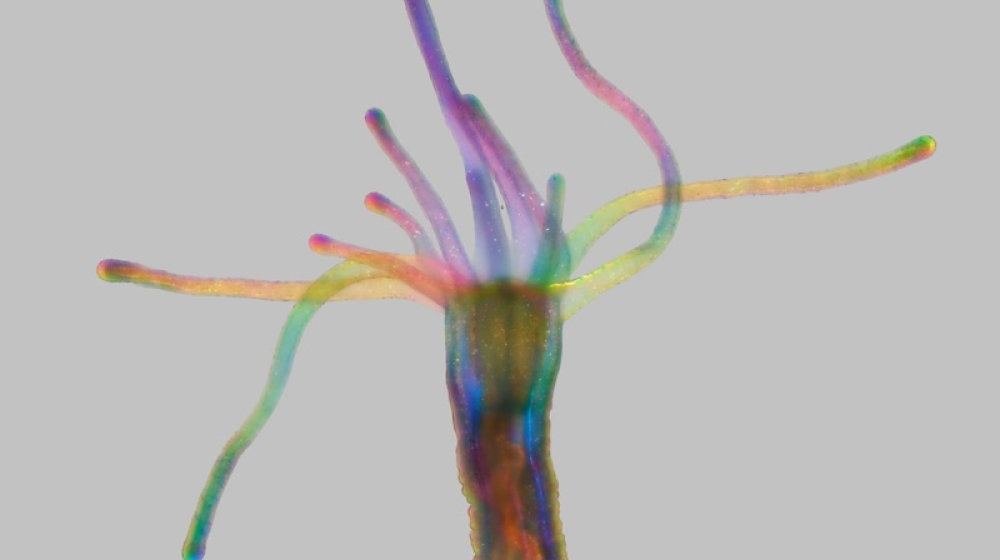 A larval sea anemone