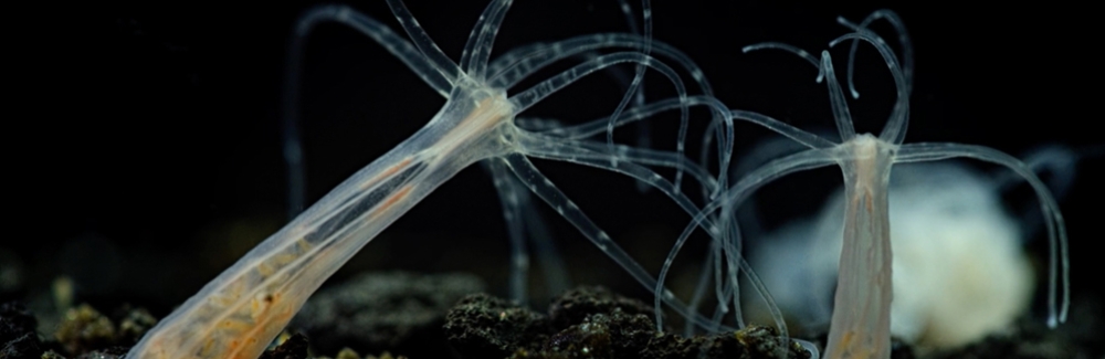 Nemostella vectensis or starlet sea anemone