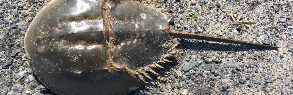 atlantic horseshoe crab