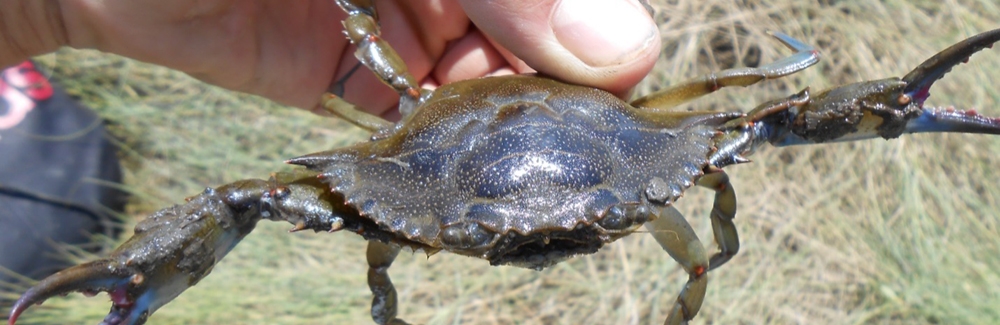 blue crab