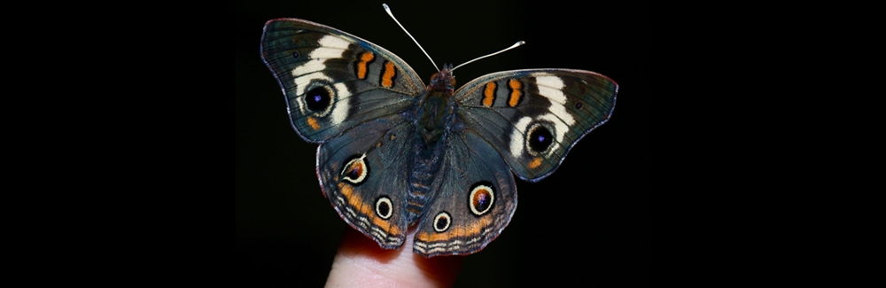 buckeye butterfly