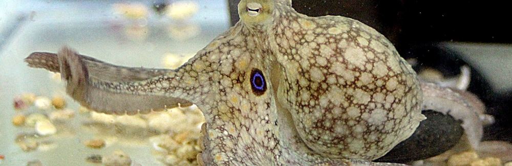 octopus