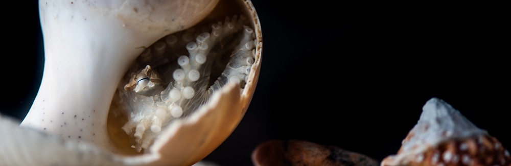 octopus in shell looking at snail