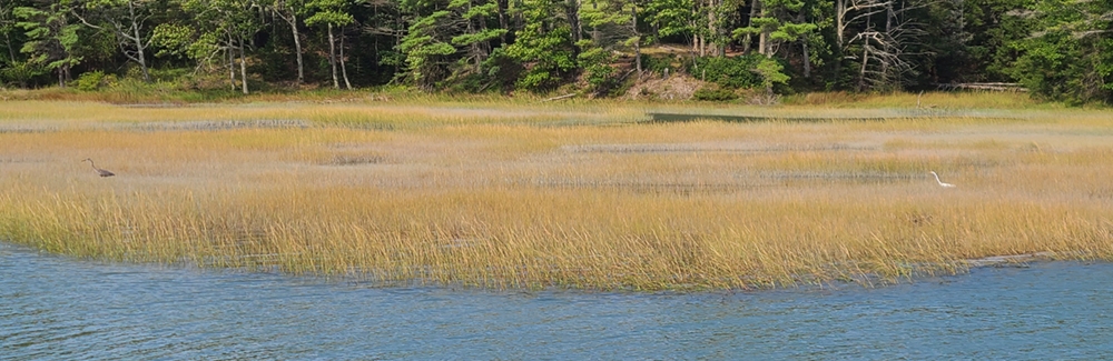 wetlands