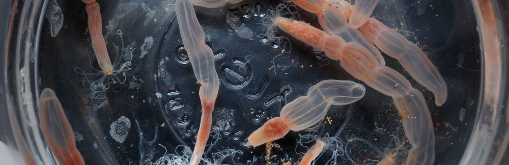 Starlet sea anemone (Nematostella vectensis). Credit: Dee Sullivan