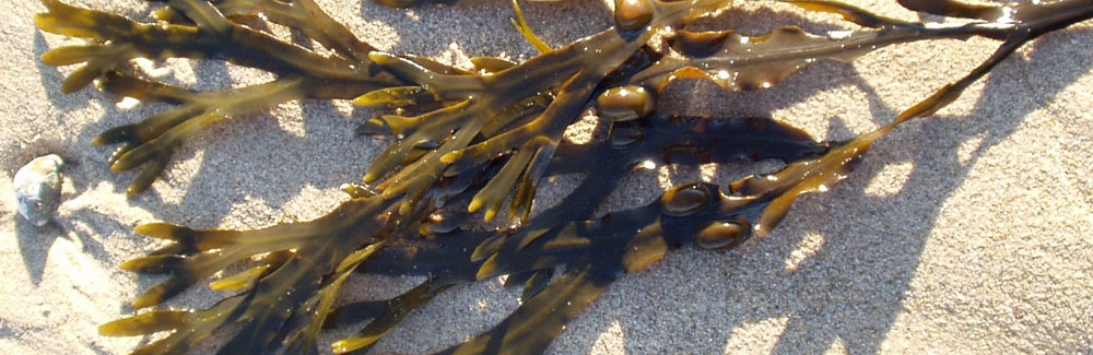 Fucus vesiculosus (Bladder Wrack) is a species of brown algae in the family Fucaceae. They are native to Eastern North America Credit Wikimedia cc-by-sa 3.0