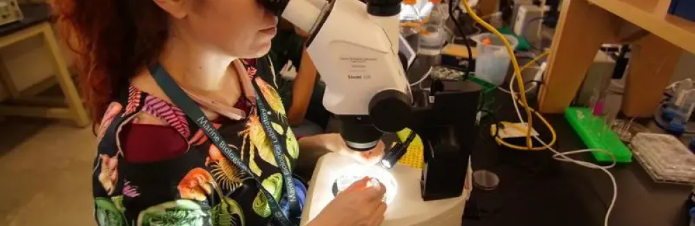 Heather Bruce dissecting crustacean embryos. Credit: Eric Chen