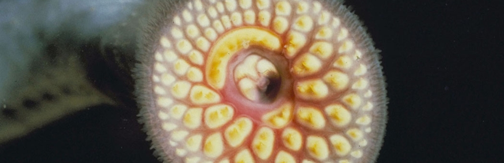 sea lamprey
