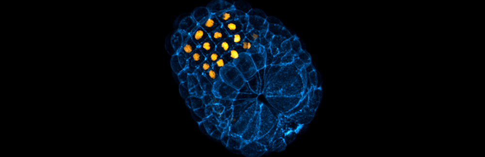 Sea Squirt (Ciona) embryo. Credit: Laurence Lemaire | Equipment: Zeiss 880 confocal microscope with Airyscan detector