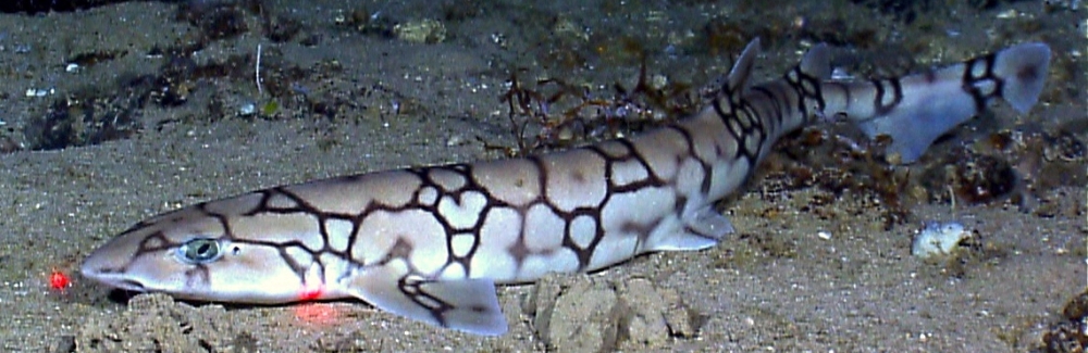 chain catshark