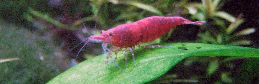 cherry shrimp