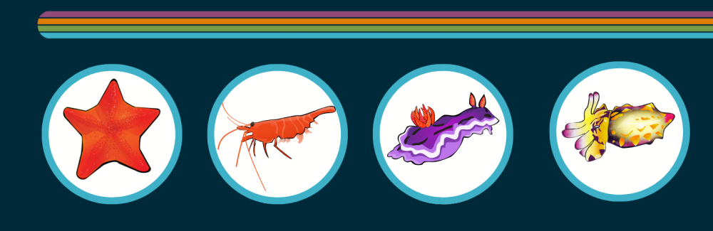 animals in the colorful critters division MBL March Madness