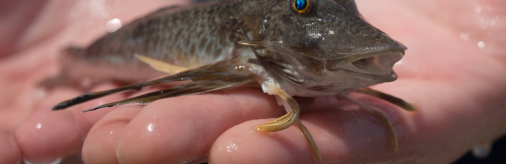 sea robin