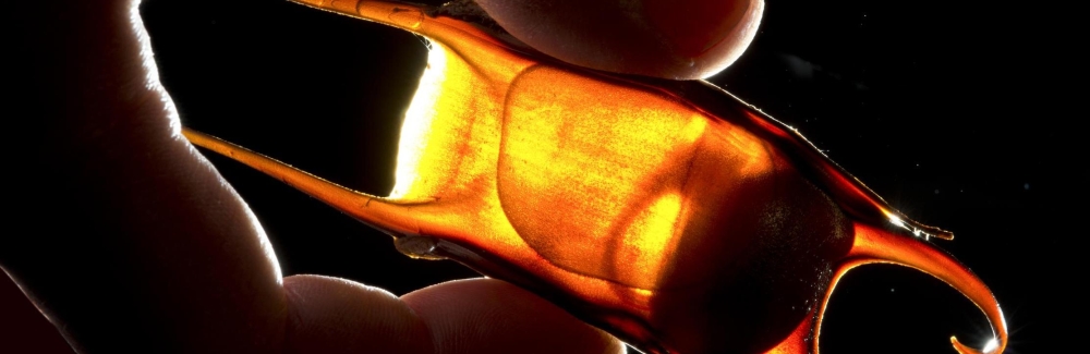 Candling of a little skate. Credit: Tom Kleindinst