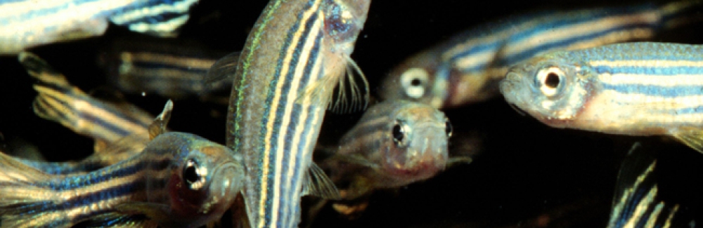 Zebrafish
