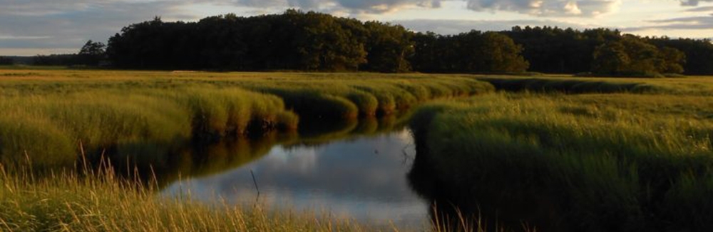 salt marsh