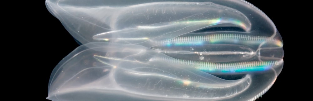 comb jelly