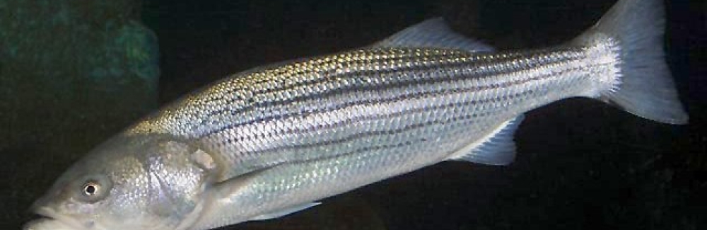 striped bass (Morone Saxatilis)