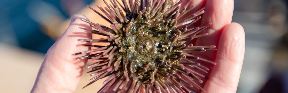 sea urchin in a hand