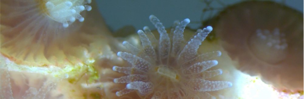 IMAGING FIRST PLACE: Northern Star Coral (Astangia Poculata) on a ZEISS Stemi 508 at 1.25x magnification. Credit: Lailandra Caballero