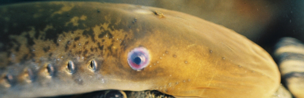 sea lamprey