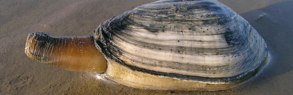 softshell clam on beach