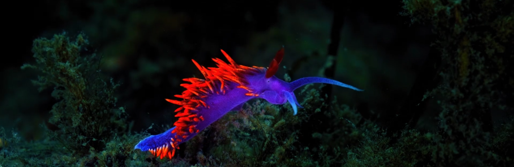 blue and red nudibranch