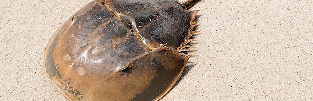 horseshoe crab on sand